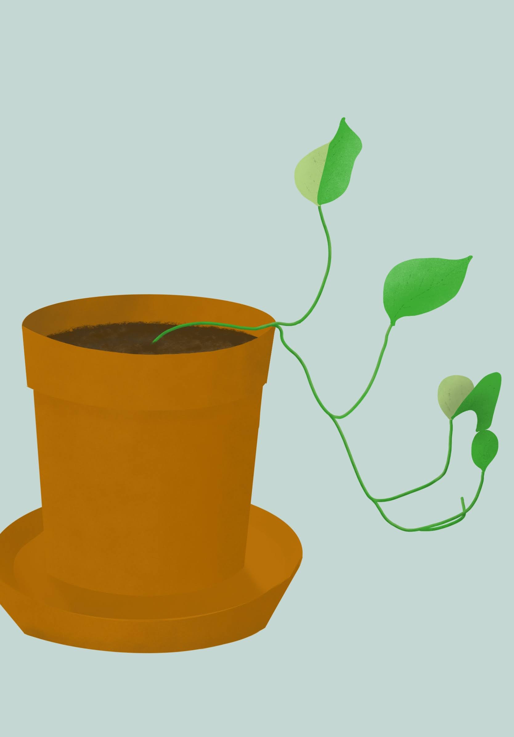 Simple drawing of a plant with a single stem and several leaves from a clay pot
