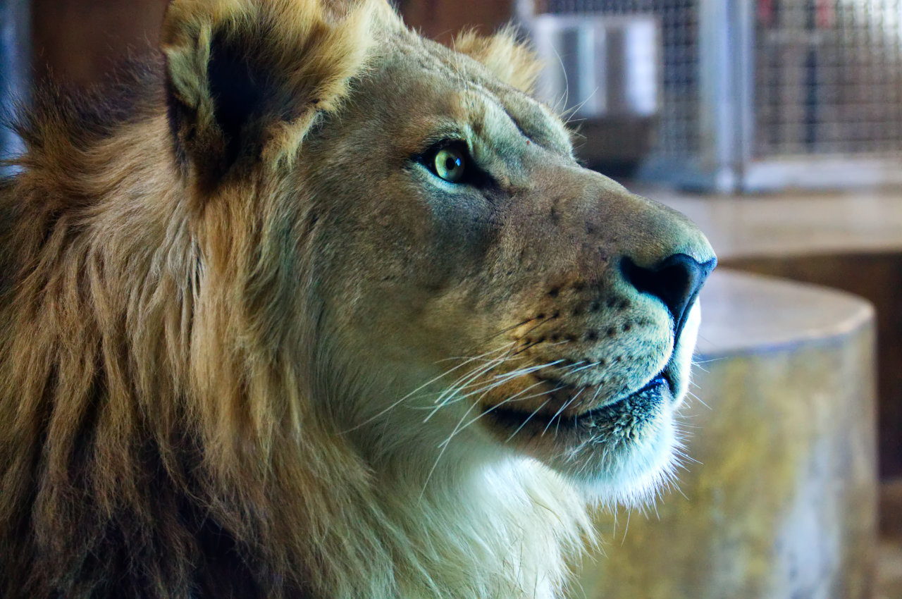 Close up of a male lion's face