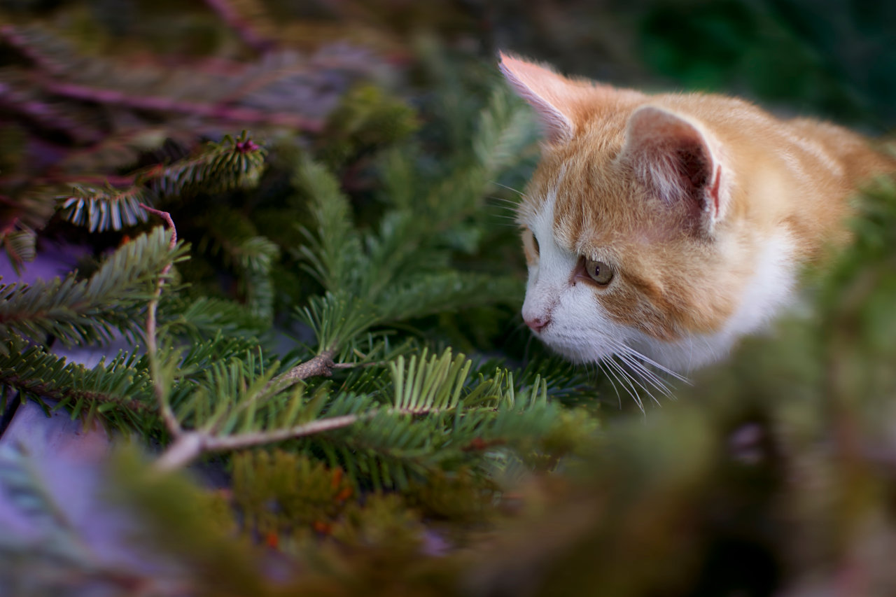 A kitten about to pounce out of some pine branches