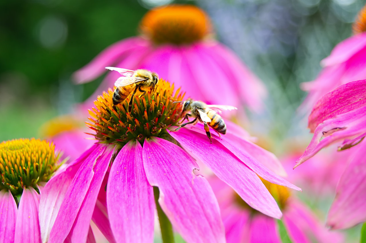 Purple coneflower with two bees on it