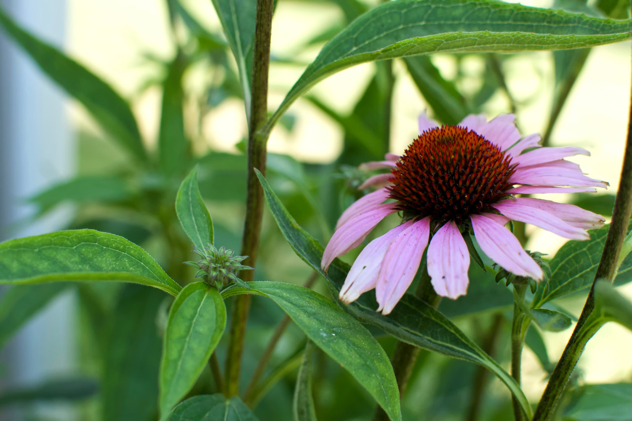 Single purple coneflower surrounded by leaves
