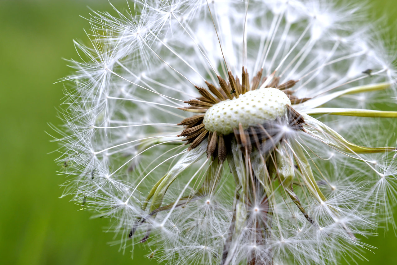 Macro photo of a dandelion that has gone to seed
