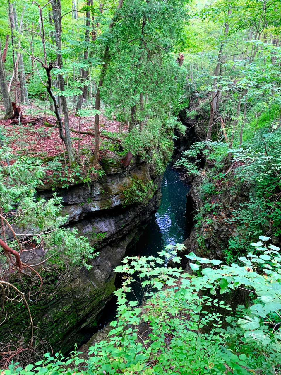 Green trees surrounded a gorge with a blue creek snaking through the bottom